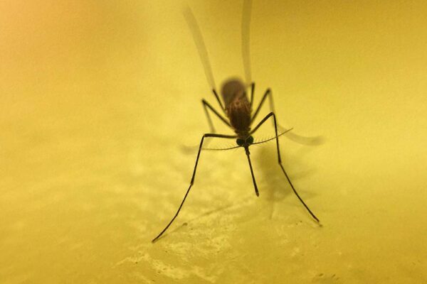 Mosquito Season: When You’re Itching For A Solution