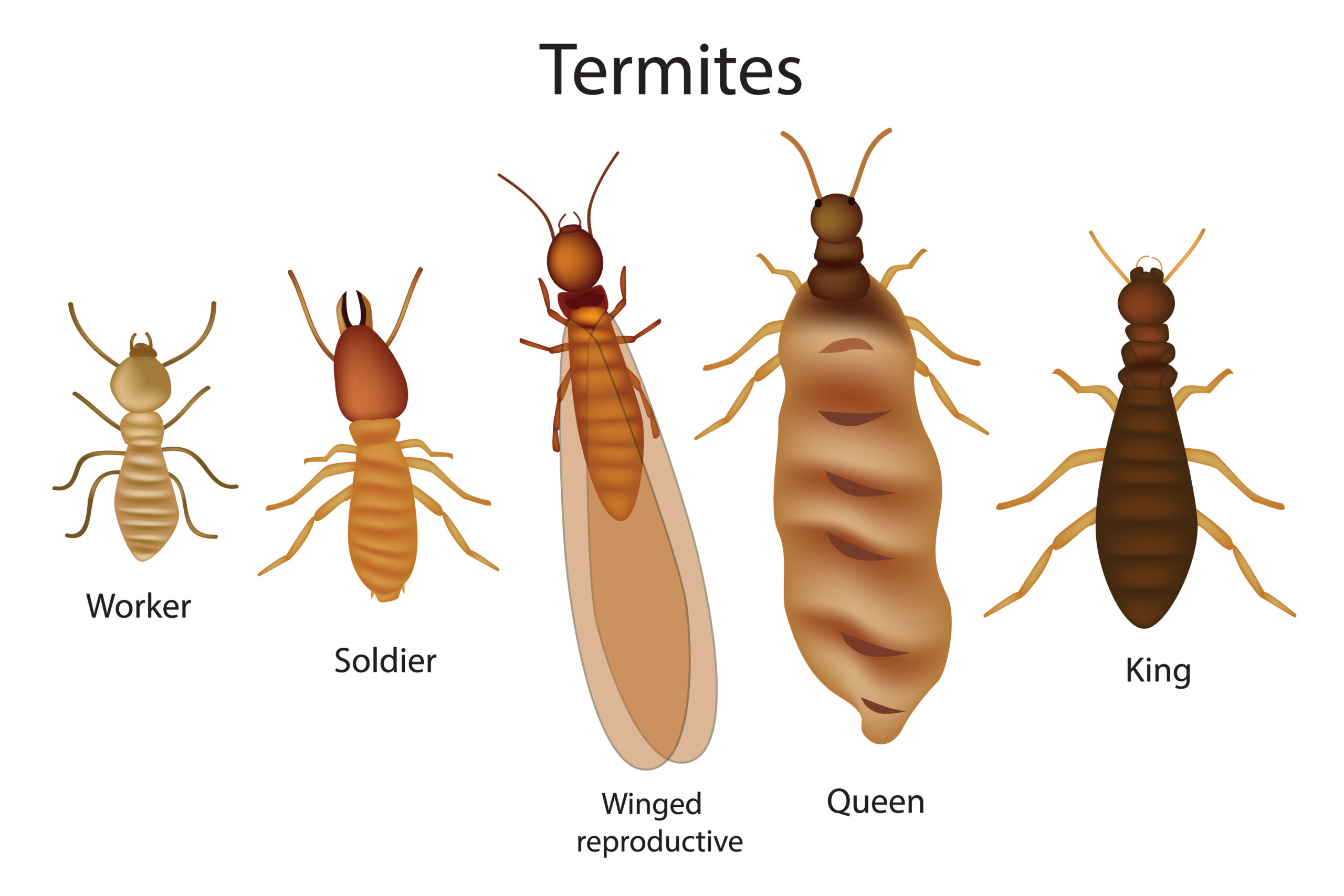 Subterranean Termites