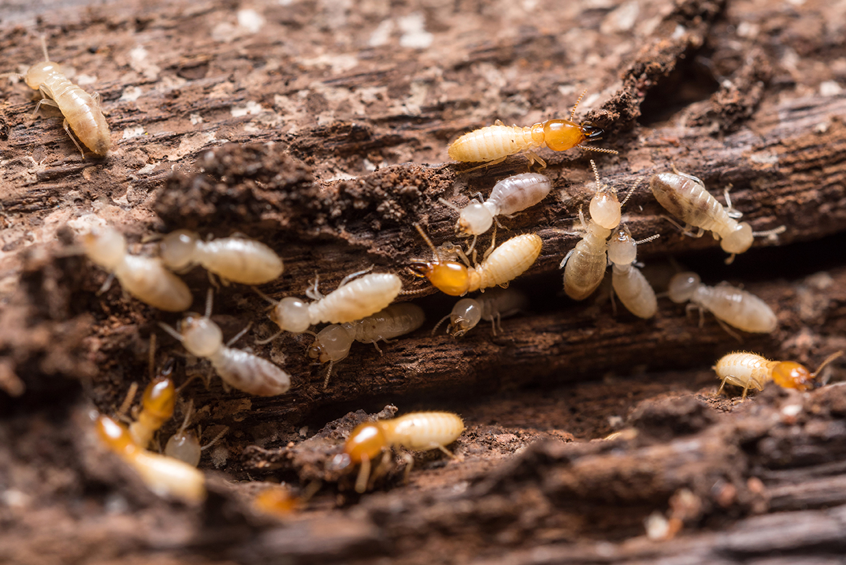 Subterranean Termites