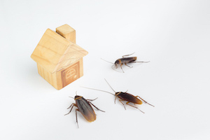 American Cockroaches infesting a small wooden house to represent a home's vulnerability to pests - Certified Pest Solutions