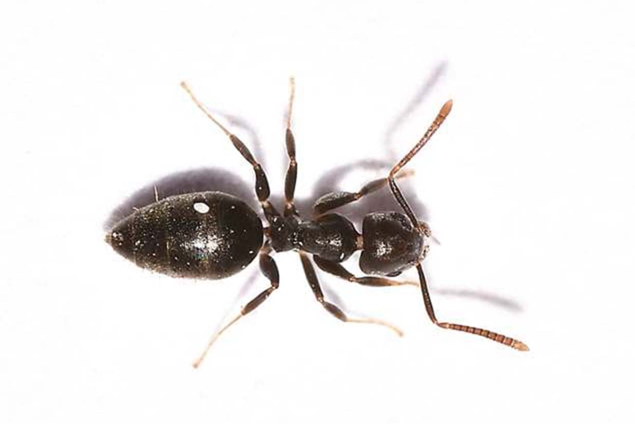 White-Footed Ants